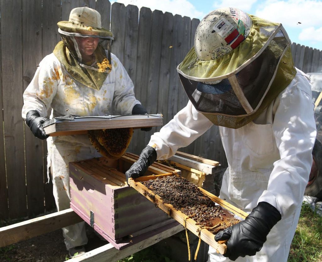 Bees Inspection Melbourne