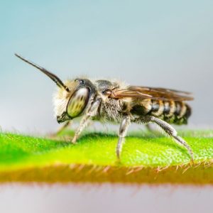 bee control cost Melbourne