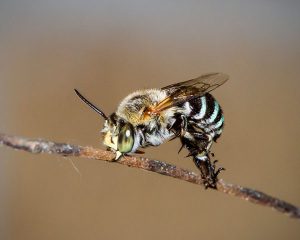 Bee Pest Control Melbourne