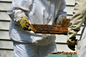 Bee Removal Eltham