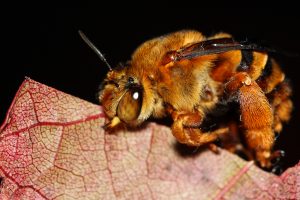 Bee Removal Campbellfield