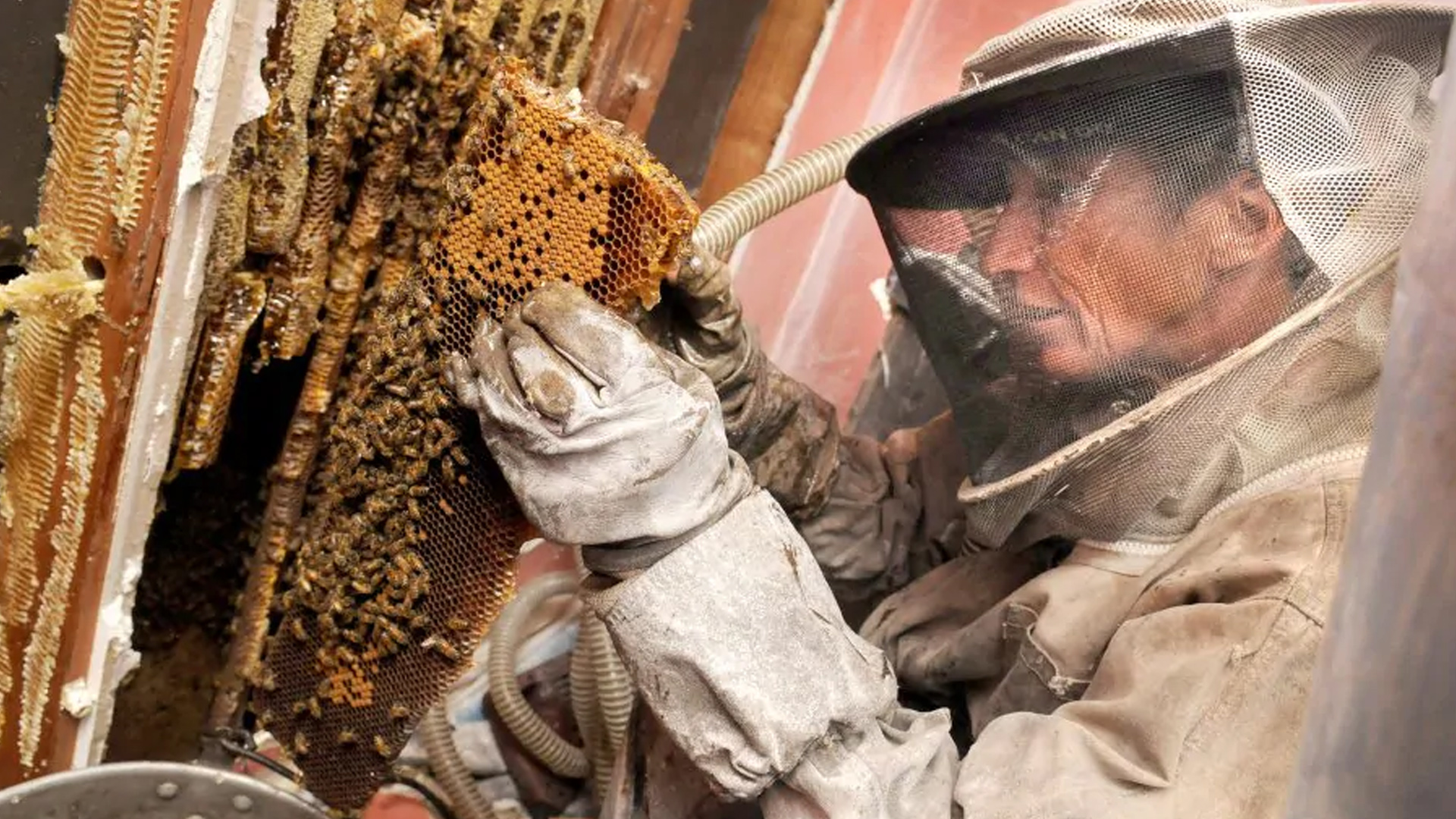 Bee Swarm Removal Guide 101 - 2020 - Bees Removal Melbourne