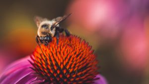 Bee Removal Melbourne Prices