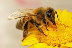 Bees Pest Control Melbourne