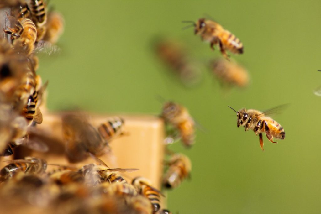 Beehive Control Melbourne