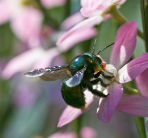 Bees Pest Control Melbourne