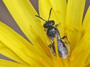 Bees Pest Control Frankston