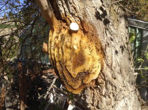 Bee Removal Caroline Springs