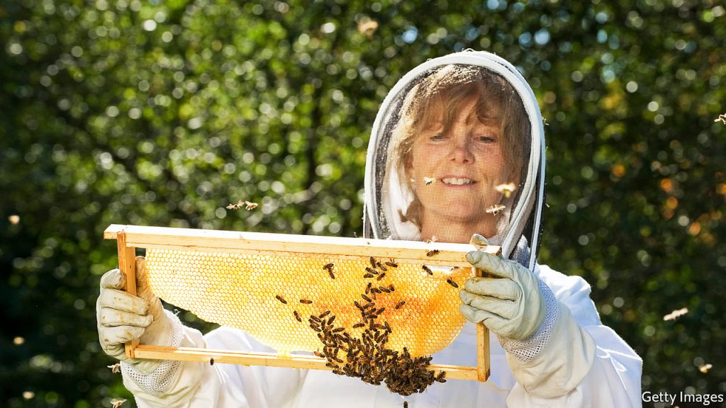 Bees Inspection Melbourne