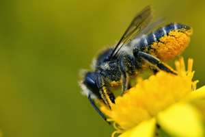 Bees Control Doncaster