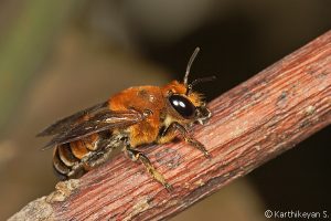 Bees Control Camberwell