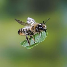 Bees Pest Control Melbourne