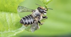 Bee Removal Bundoora