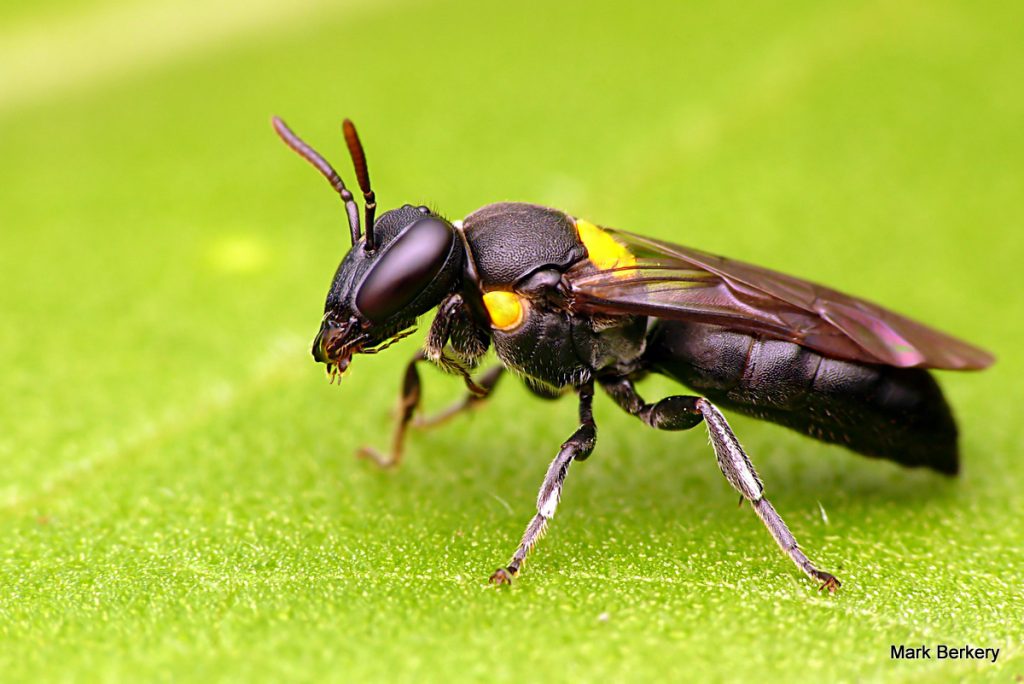 Bees Control Melbourne