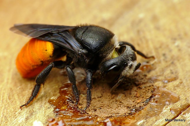 Resin Bees