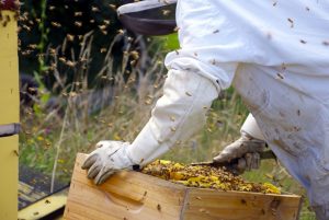 Bee Removal Coburg