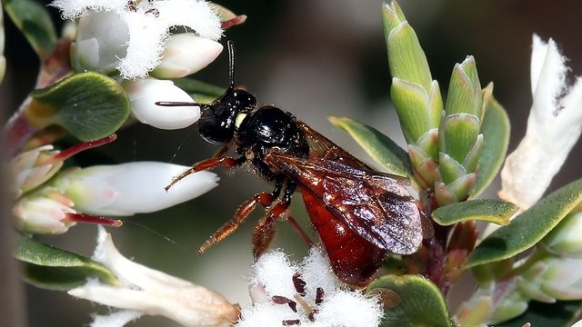 Bees Inspection Melbourne