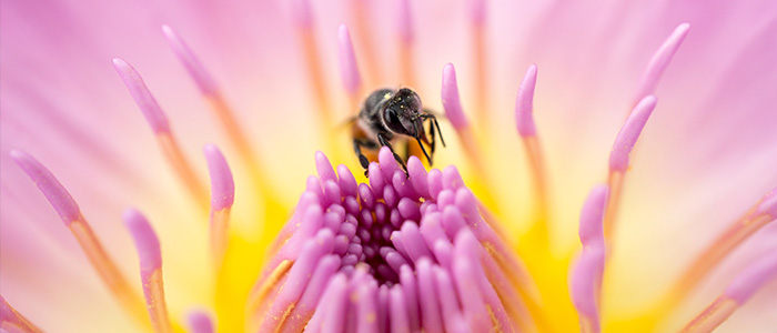 Bees Removal Melbourne