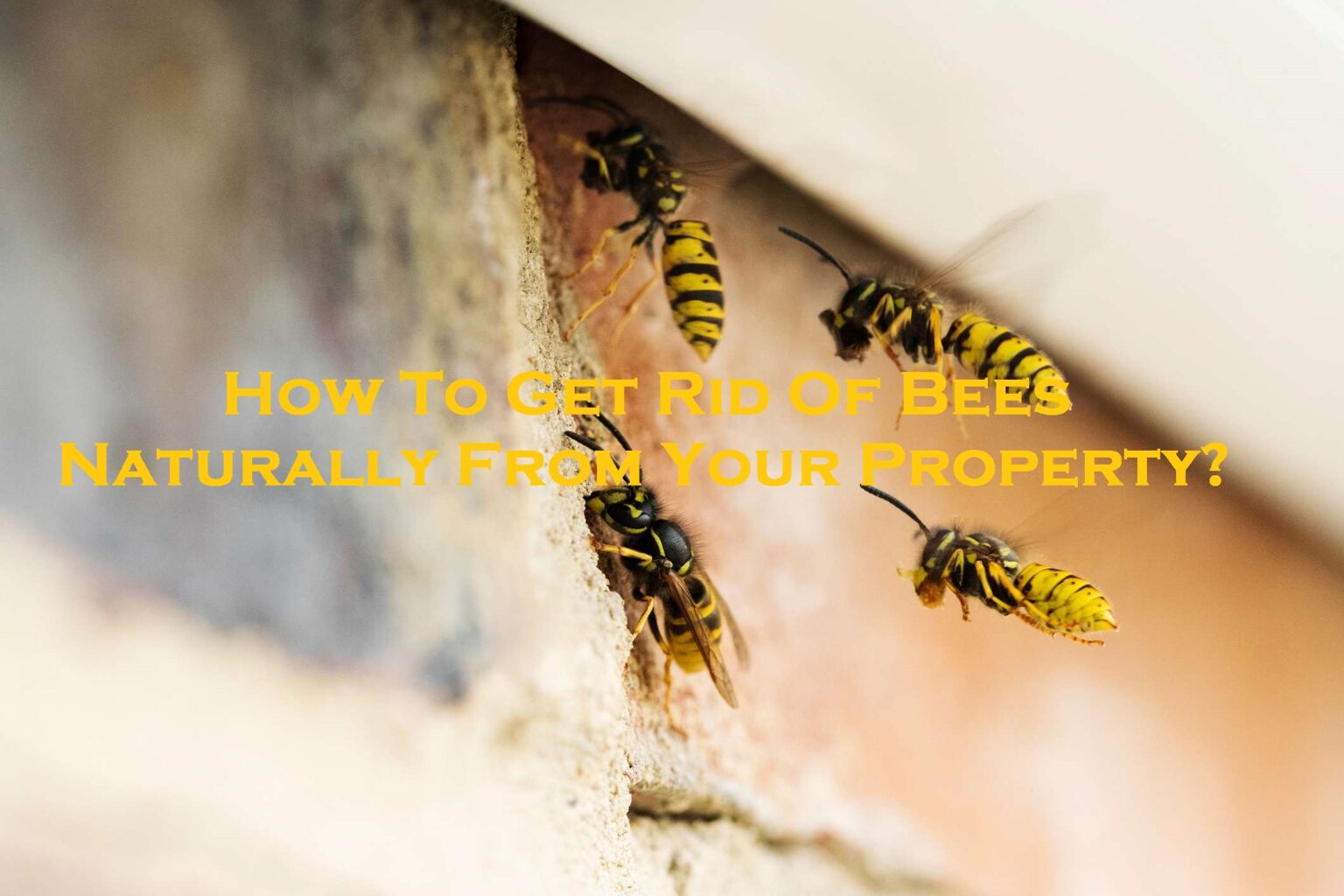 How To Get Rid Of Bees Naturally From Your Property? Bees Removal
