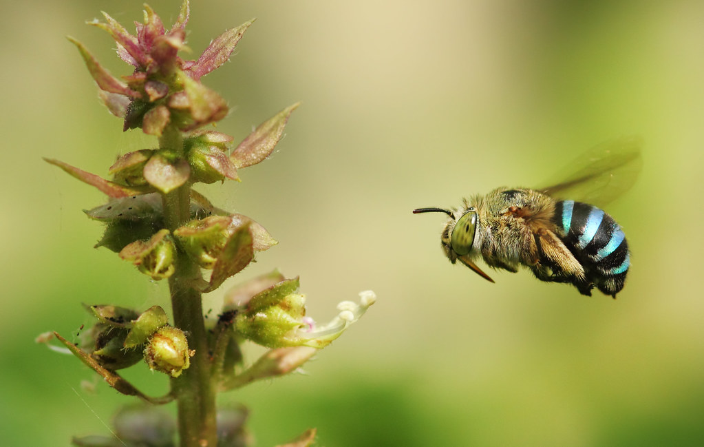 blue banded bees