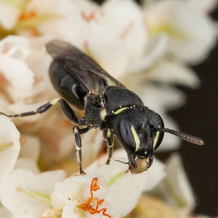 Blue Banded Bee