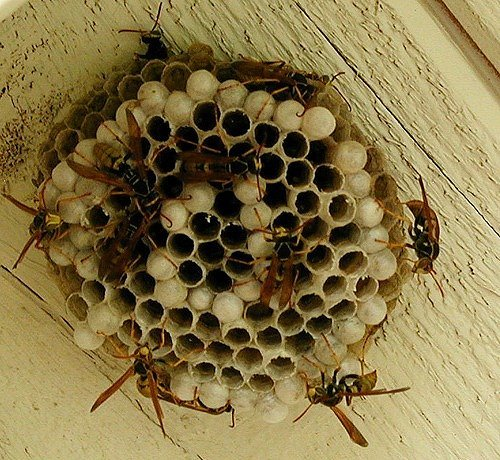 Wasp Control Melbourne