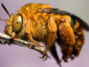 Bees Control Chadstone