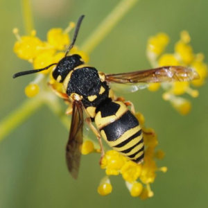 Bee Removal Brunswick