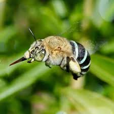 Blue-Banded Bees