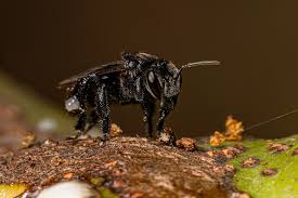 Stingless Bees