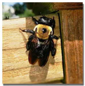 Carpenter bee