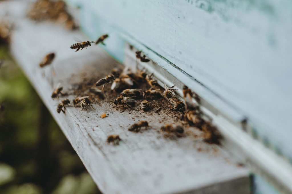 Bees Pest Control Melbourne