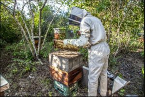bee hive removal melbourne