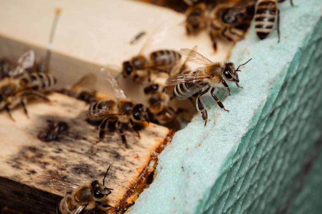 bee hive removal