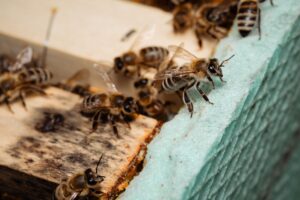 bee hive removal