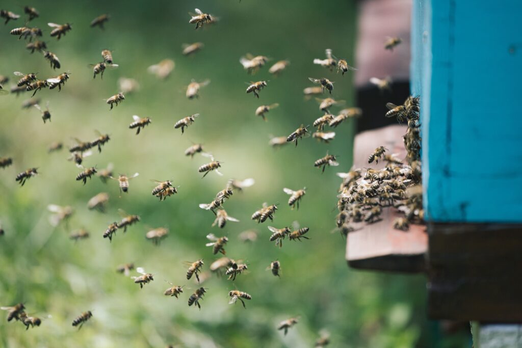 Bees Control
